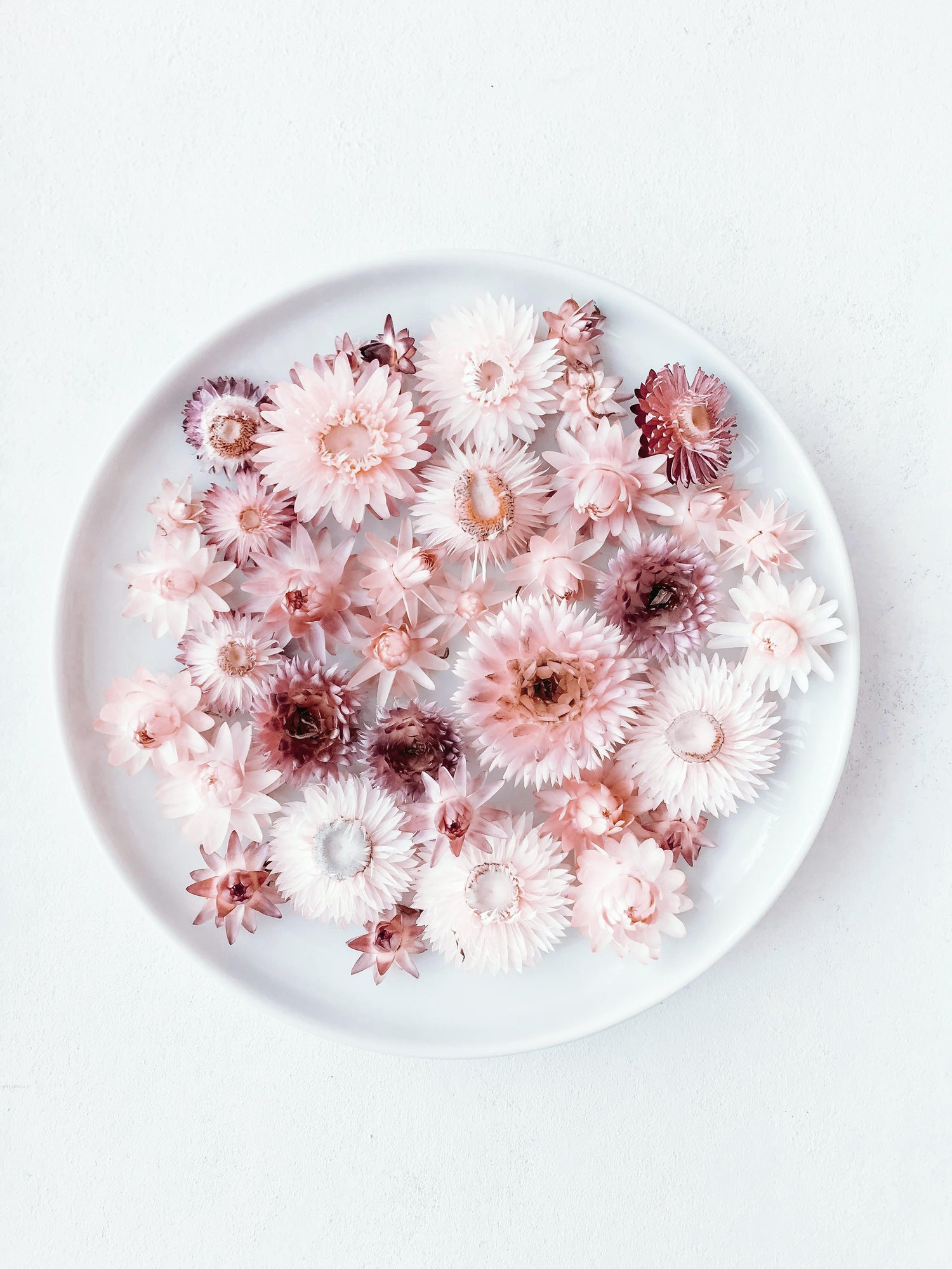 Deep red, purple dried preserved floral