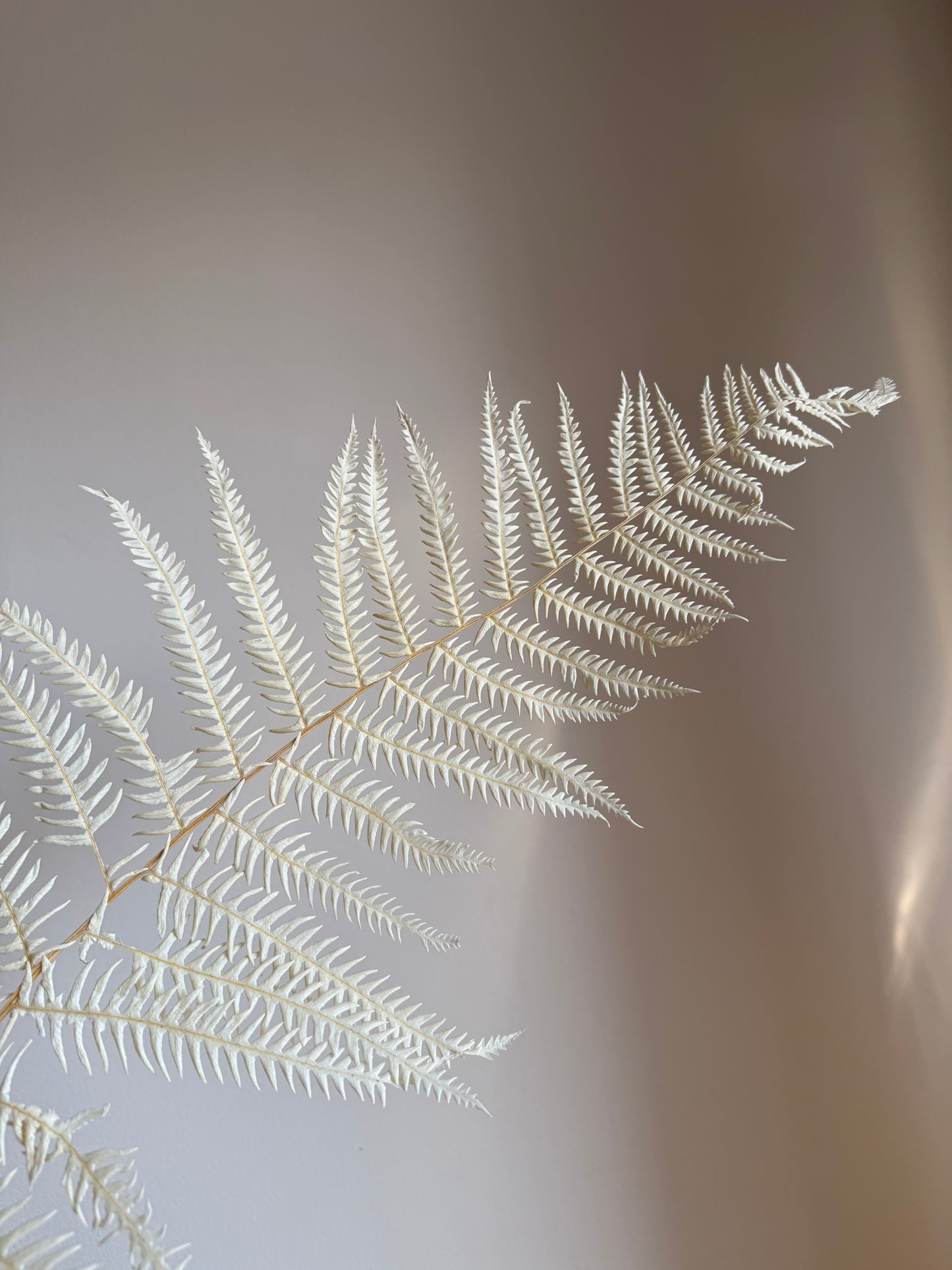 Leather Leaf Fern