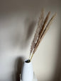 Pampas Grass Large Stem